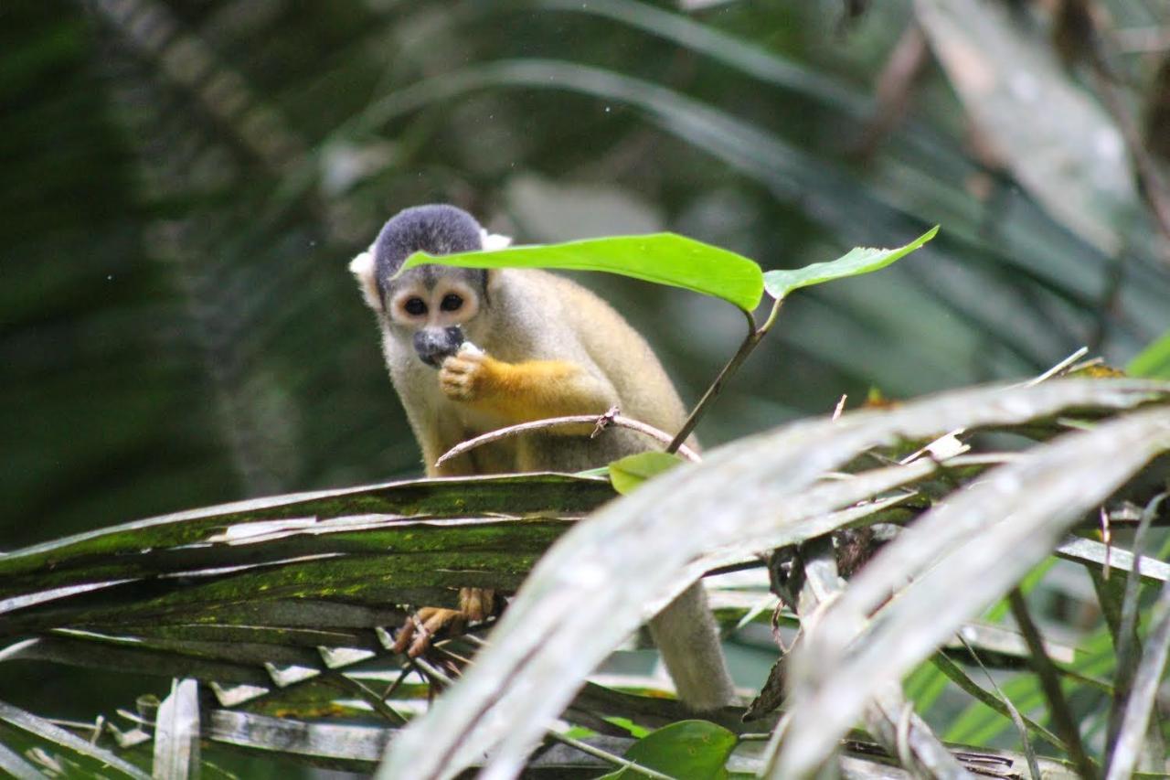 Tronco Tambopata Adventure Hotel Puerto Maldonado Bagian luar foto