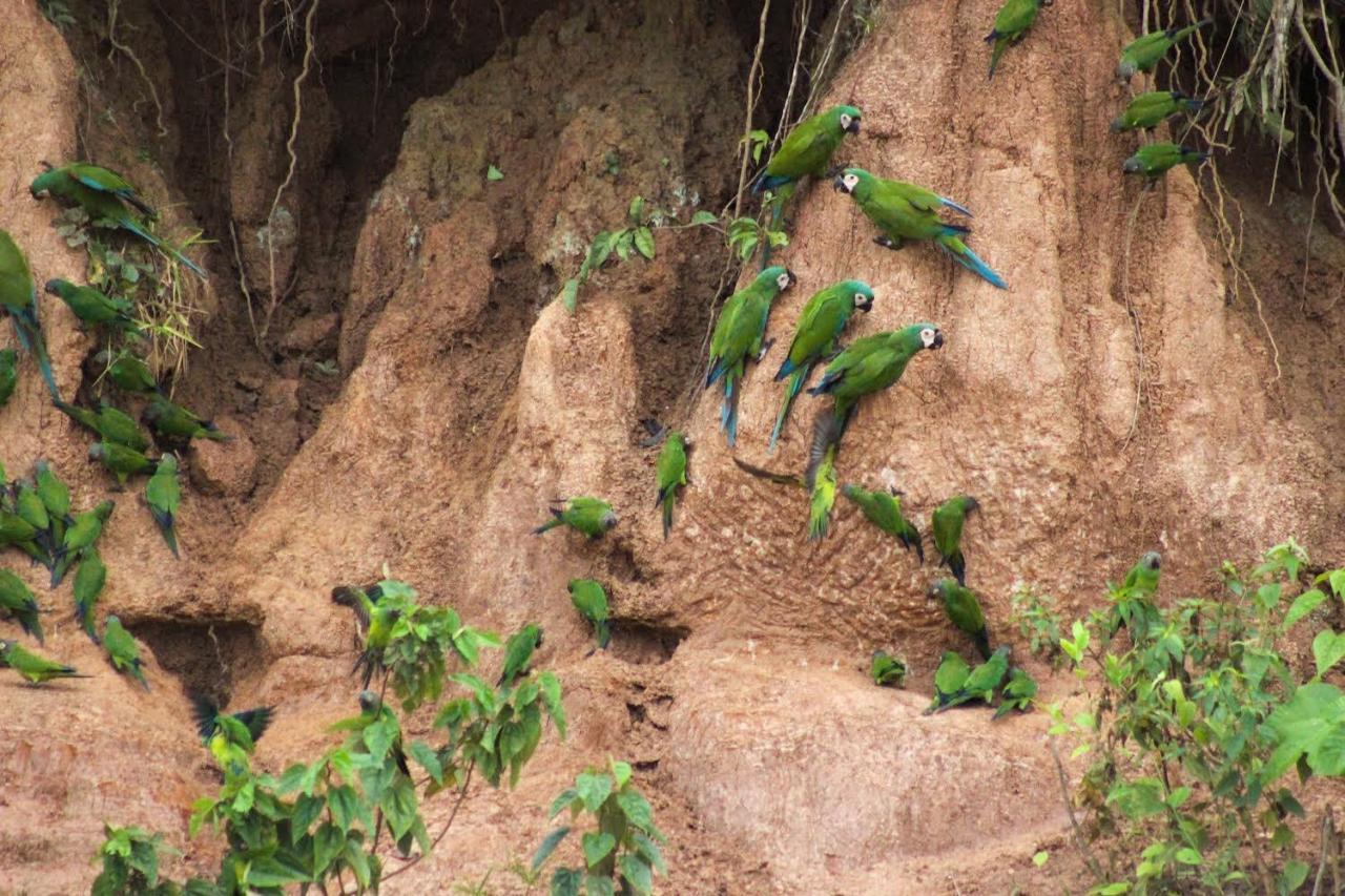 Tronco Tambopata Adventure Hotel Puerto Maldonado Bagian luar foto