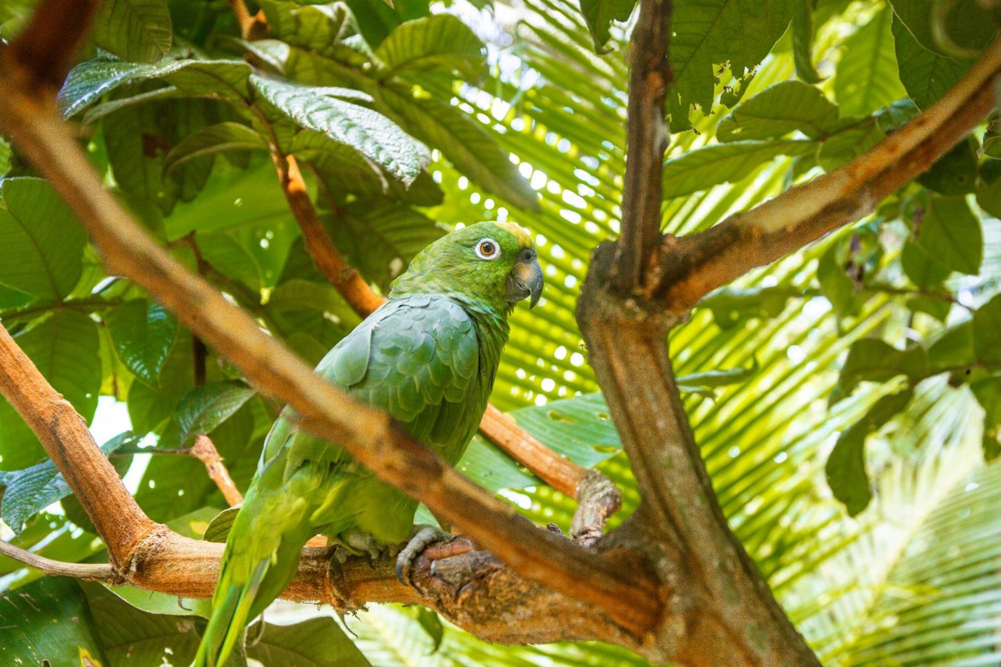 Tronco Tambopata Adventure Hotel Puerto Maldonado Bagian luar foto